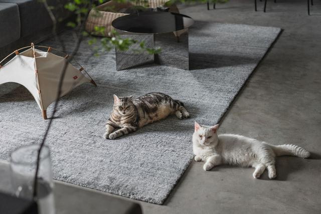 Ceramic Tiles for Pet-Friendly Homes: Practical Tips